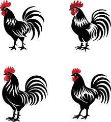 rooster isolated on white background