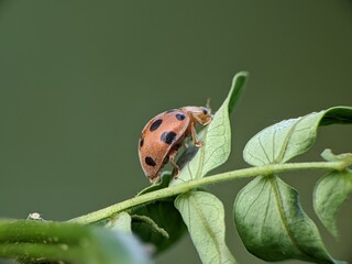 Epilachna borealis rises to the top of the leaf