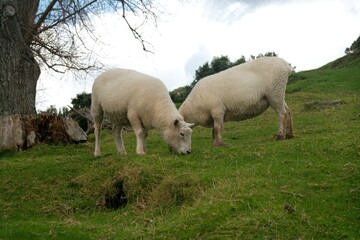 sheep in the meadow