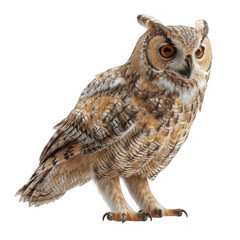Fototapeta premium Long-eared Owl Portrait