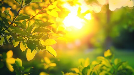 Obraz premium Free good morning scene wallpaper background photo