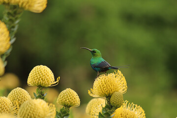 Malachite sunbird on yellow pincushion proteas