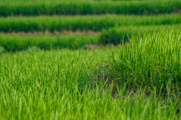 rice plant (Oryza sativa) in the field