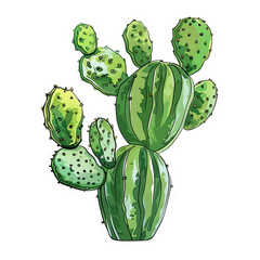 cactus, sticker on isolated white background png
