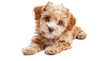 cute sitting poodle puppy isolated on transparency background