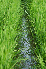 rice plant (Oryza sativa) in the field