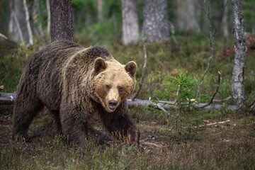 こちらに近づいてくるヒグマ