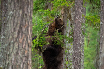 背中をかくヒグマ