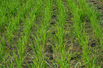 Fototapeta premium rice plant (Oryza sativa) in the field