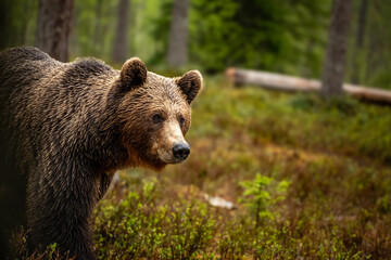 ヒグマと目が合う