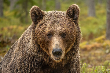 雨に濡れたヒグマ