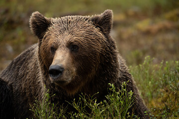 雨に濡れたヒグマ
