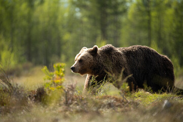 Fototapeta premium 荒野のヒグマ