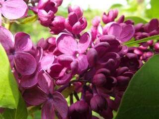 Purple lilac in the garden