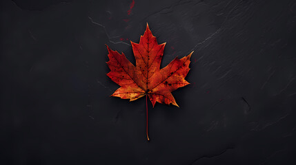 Red maple leaves on dark blue background