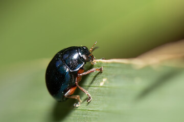 Besouro Desfolhador  Eumolpini 