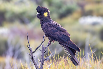 Australian Yellow-tailed Black Cockatoo perched on burnt shrub