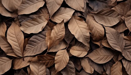 dried leaf, autumn, fall