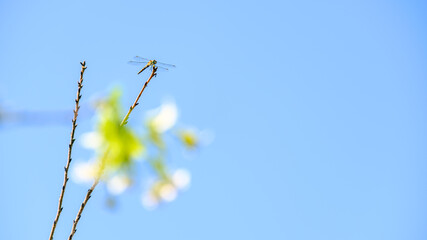 枝にとまったトンボ © S造園