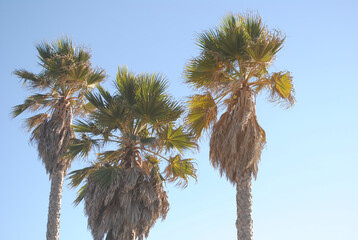 Palm trees with blue sky