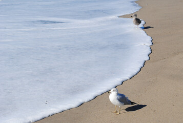 Ocean foam with seagulls 