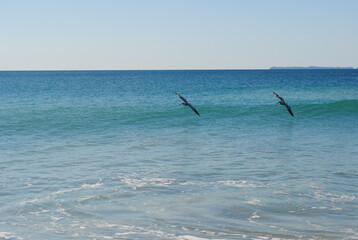 Birds fly close to the water