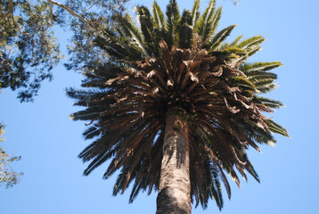 Palm trees with blue sky