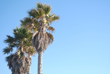 Palm trees with blue sky