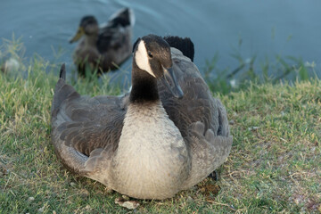 Canada goose (Branta canadensis). Arizona. 