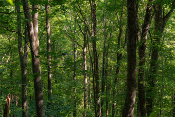 trees in a thick forest