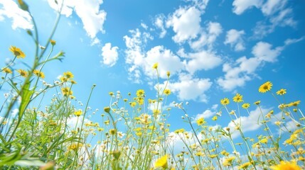 Yellow wildflowers and blue sky viewed from a low angle with shallow depth of field