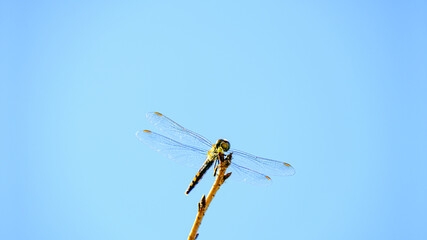 枝にとまったトンボ