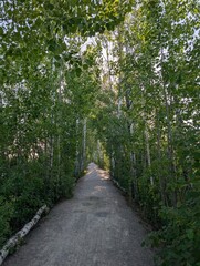 Fototapeta premium footpath in the park