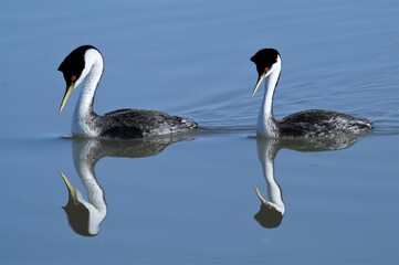 Clark's grebe's reflecting