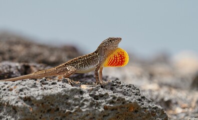 Maui brown anole