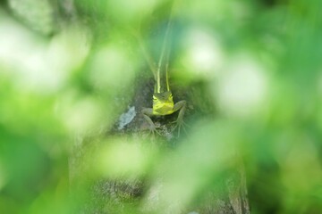 A young chameleon hunts alone in a tree in the morning