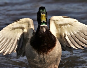 Mallard angel wings