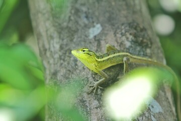 A young chameleon hunts alone in a tree in the morning