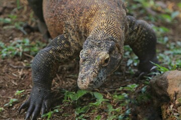 A young Komodo dragon walks in the grass in the morning
