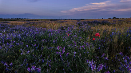 Hairy peas in natural environment, meadow