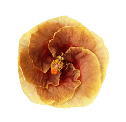 One beautiful hibiscus flower isolated on white © New Africa