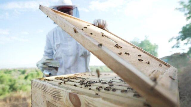Opening up the hive to take a look at the bees.