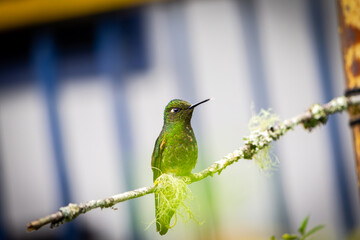 hummingbird on a branch