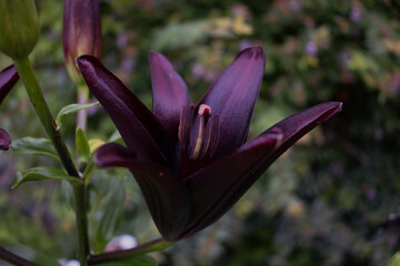 Asiatic Lily in a Spring Garden