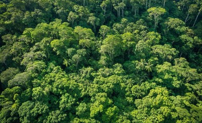 Fototapeta premium Aerial View of Dense Lush Rainforest Canopy