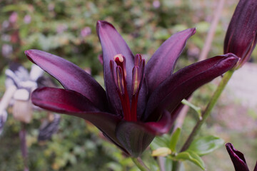 Asiatic Lily in a Spring Garden