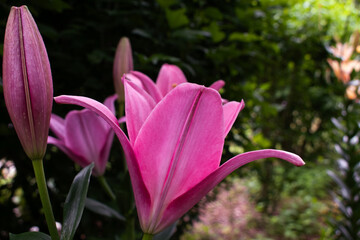Fototapeta premium Asiatic Lily in a Spring Garden