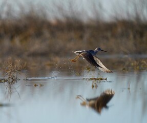 Yellowlegs taking flight