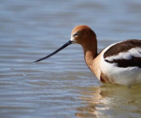 American Avocet