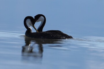 Courting Clark's Grebes
